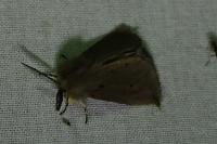 Diaphora mendica