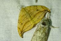 Drepana curvatula