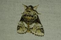 Drymonia dodonaea