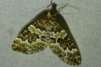 Electrophaes corylata
