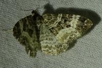 Epirrhoe alternata