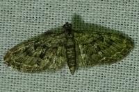 Eupithecia abbreviata