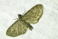 Eupithecia tripunctaria