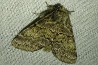 Gluphisia crenata