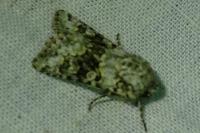 Hecatera bicolorata