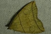 Herminia grisealis