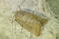 Hoplodrina ambigua/blanda