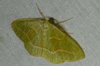 Hylaea fasciaria