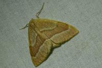 Hylaea fasciaria