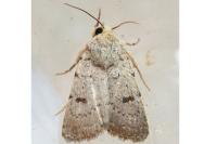 Caradrina aspersa