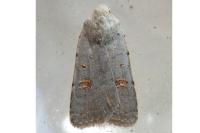 Caradrina proxima
