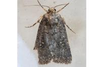 Caradrina germainii