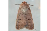 Caradrina aspersa