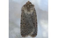 Caradrina flavirena
