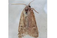 Caradrina