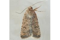 Caradrina clavipalpis