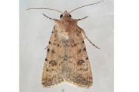 Caradrina clavipalpis