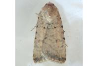 Caradrina clavipalpis