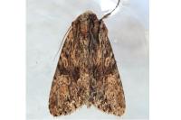 Apamea syriaca