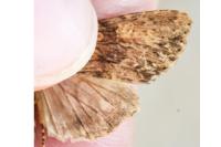 Apamea syriaca