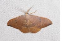 Watsonalla binaria