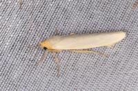 Eilema caniola