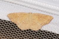 Cyclophora puppillaria