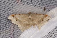 Macaria alternata