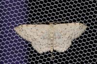Scopula marginepunctata