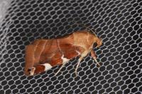 Cosmia diffinis