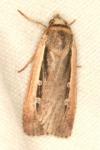 Ochropleura leucogaster