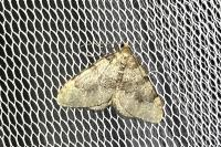 Nebula ibericata