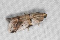 Acrobasis glaucella/fallouella