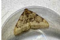 Nebula ibericata