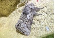 Trichiura castiliana