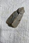 Ammopolia witzenmanni