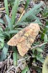 Polymixis argillaceago