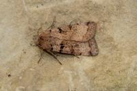 Eugnorisma depuncta