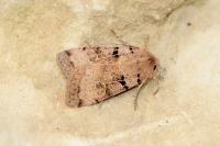 Eugnorisma depuncta