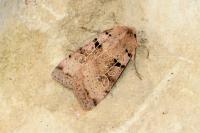 Eugnorisma depuncta