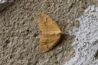 Camptogramma bilineata