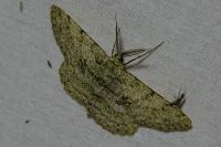 Hypomecis punctinalis