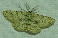 Hypomecis punctinalis