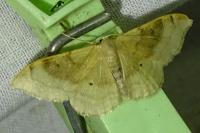 Idaea degeneraria
