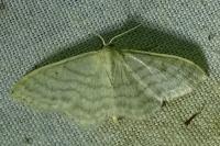 Idaea subsericeata