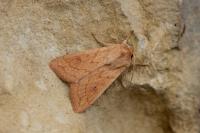 Mythimna vitellina