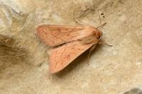 Mythimna vitellina