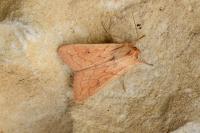 Mythimna vitellina