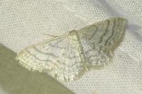 Idaea subsericeata