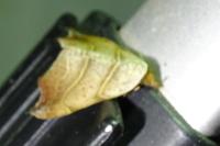 Laspeyria flexula